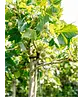 Dachplatane | Platanus hispanica