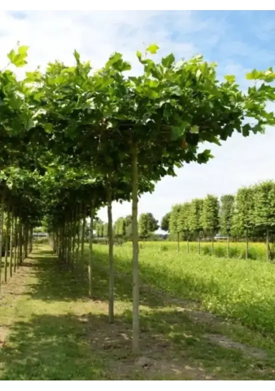 Dachplatane | Platanus hispanica