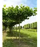 Dachplatane | Platanus hispanica