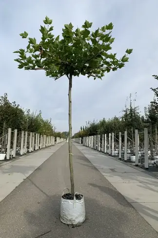 Dachplatane | Platanus hispanica