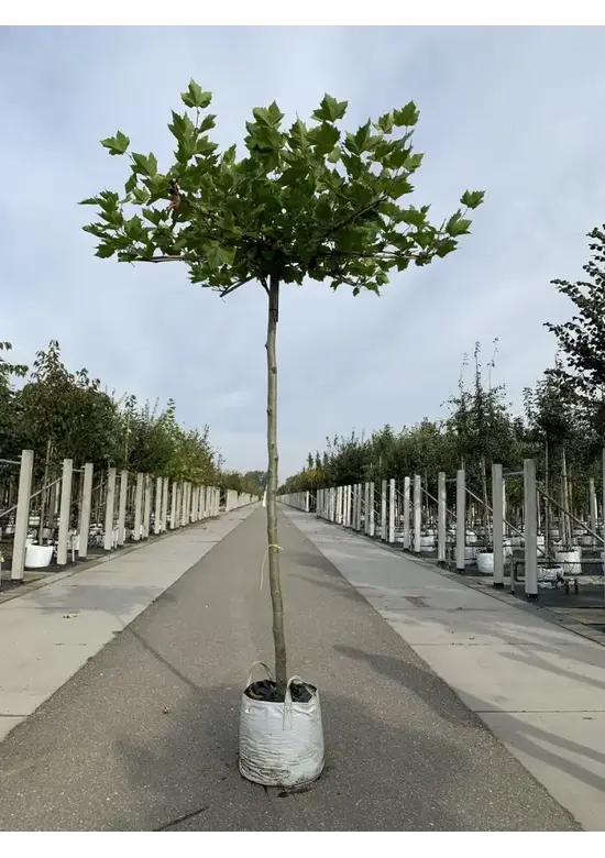 Dachplatane | Platanus hispanica