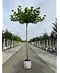 Dachplatane | Platanus hispanica