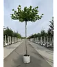 Dachplatane | Platanus hispanica