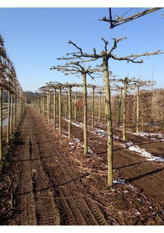 Dachplatane | Platanus hispanica