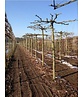 Dachplatane | Platanus hispanica