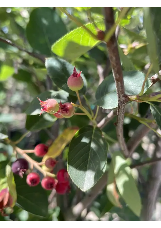 Kupfer Felsenbirne mehrstämmig  | Amelanchier lamarckii