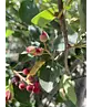 Kupfer Felsenbirne mehrstämmig  | Amelanchier lamarckii
