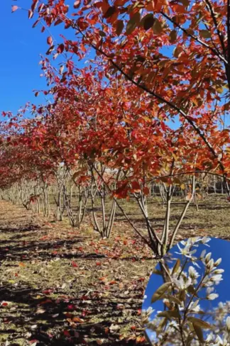 Kupfer Felsenbirne mehrstämmig  | Amelanchier lamarckii