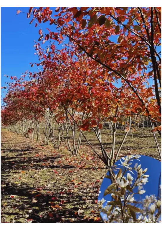 Kupfer Felsenbirne mehrstämmig  | Amelanchier lamarckii