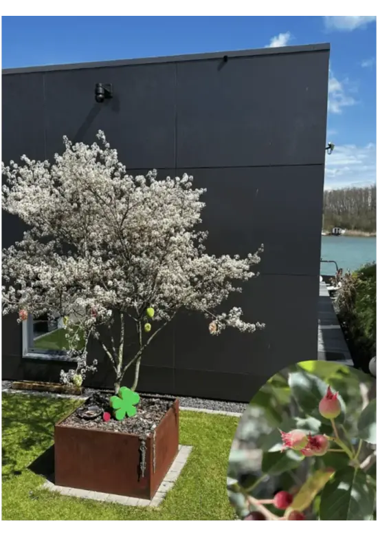 Kupfer Felsenbirne mehrstämmig  | Amelanchier lamarckii