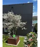 Kupfer Felsenbirne mehrstämmig  | Amelanchier lamarckii