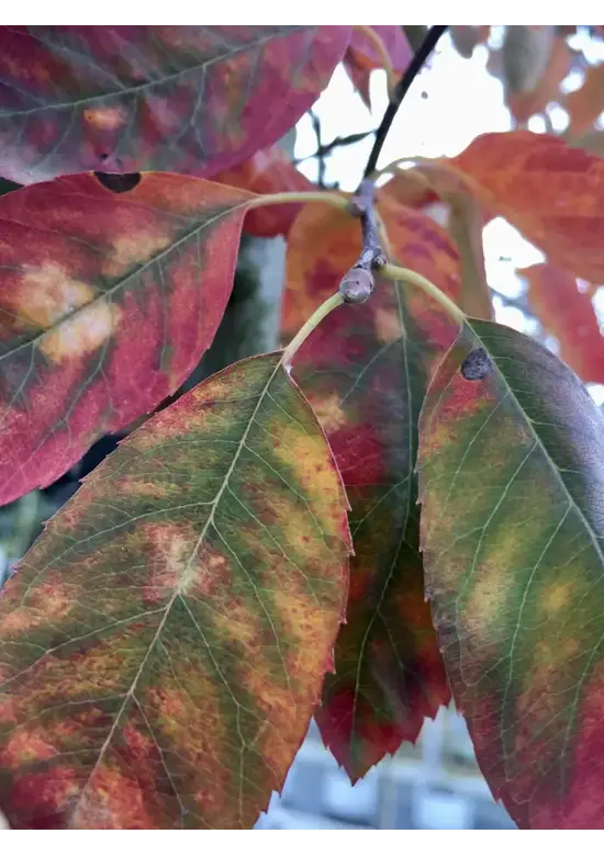 Kupfer Felsenbirne mehrstämmig  | Amelanchier lamarckii