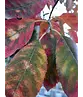 Kupfer Felsenbirne mehrstämmig  | Amelanchier lamarckii