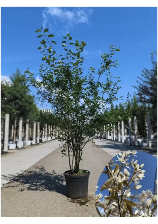 Kupfer Felsenbirne mehrstämmig  | Amelanchier lamarckii