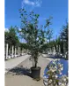 Kupfer Felsenbirne mehrstämmig  | Amelanchier lamarckii
