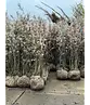 Kupfer Felsenbirne mehrstämmig  | Amelanchier lamarckii