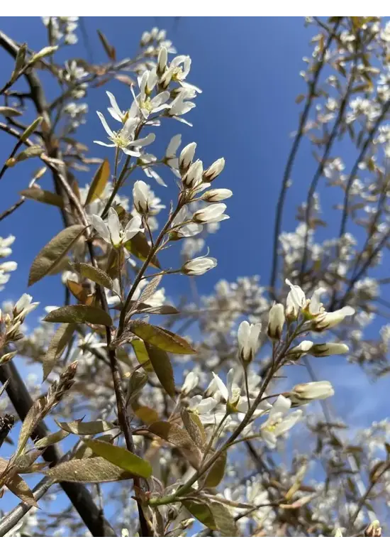 Kupfer Felsenbirne mehrstämmig  | Amelanchier lamarckii