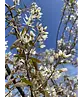 Kupfer Felsenbirne mehrstämmig  | Amelanchier lamarckii