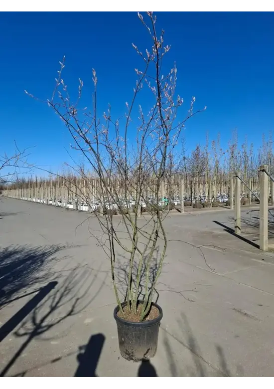 Kupfer Felsenbirne mehrstämmig  | Amelanchier lamarckii