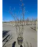 Kupfer Felsenbirne mehrstämmig  | Amelanchier lamarckii