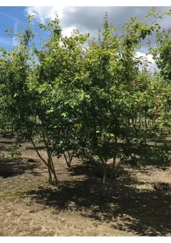 Kupfer Felsenbirne mehrstämmig  | Amelanchier lamarckii