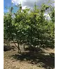 Kupfer Felsenbirne mehrstämmig  | Amelanchier lamarckii