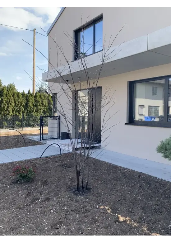 Kupfer Felsenbirne mehrstämmig  | Amelanchier lamarckii