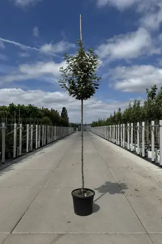 Hochstamm Ölweide | Elaeagnus ebbingei 'Compacta'
