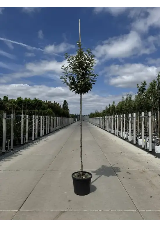 Hochstamm Ölweide | Elaeagnus ebbingei 'Compacta'