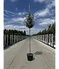 Hochstamm Ölweide | Elaeagnus ebbingei 'Compacta'