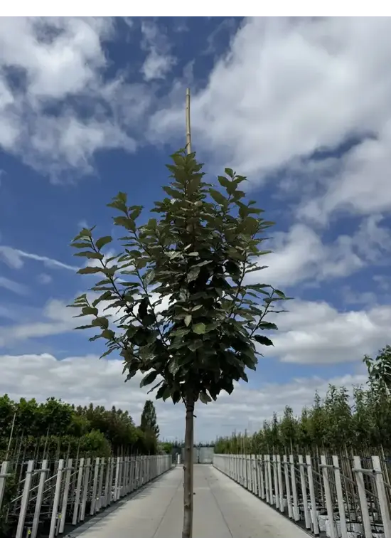 Hochstamm Ölweide | Elaeagnus ebbingei 'Compacta'