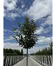 Hochstamm Ölweide | Elaeagnus ebbingei 'Compacta'