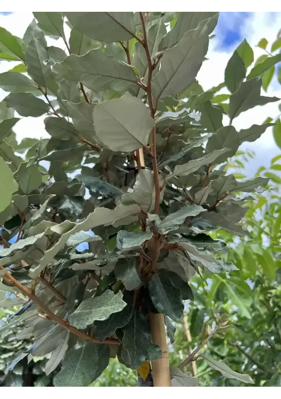 Hochstamm Ölweide | Elaeagnus ebbingei 'Compacta'