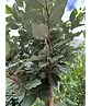 Hochstamm Ölweide | Elaeagnus ebbingei 'Compacta'