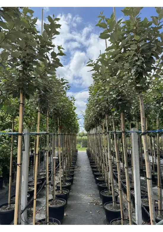 Hochstamm Ölweide | Elaeagnus ebbingei 'Compacta'
