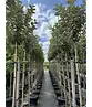 Hochstamm Ölweide | Elaeagnus ebbingei 'Compacta'