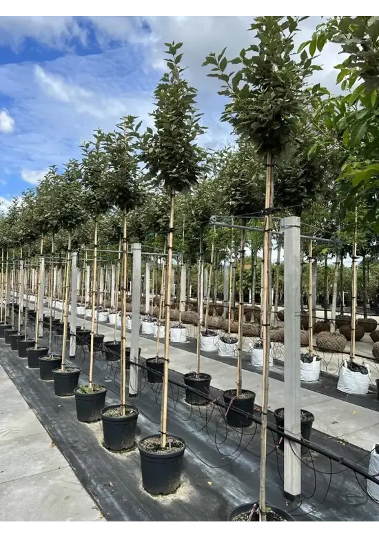 Hochstamm Ölweide | Elaeagnus ebbingei 'Compacta'