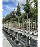 Hochstamm Ölweide | Elaeagnus ebbingei 'Compacta'