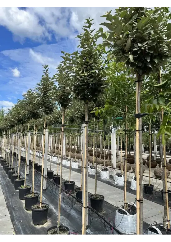 Hochstamm Ölweide | Elaeagnus ebbingei 'Compacta'