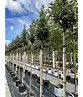 Hochstamm Ölweide | Elaeagnus ebbingei 'Compacta'