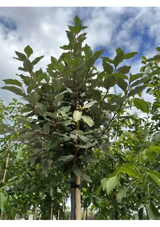 Hochstamm Ölweide | Elaeagnus ebbingei 'Compacta'