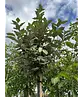 Hochstamm Ölweide | Elaeagnus ebbingei 'Compacta'