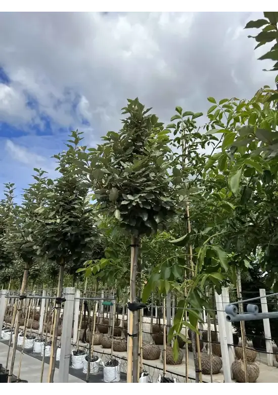 Hochstamm Ölweide | Elaeagnus ebbingei 'Compacta'
