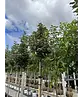 Hochstamm Ölweide | Elaeagnus ebbingei 'Compacta'