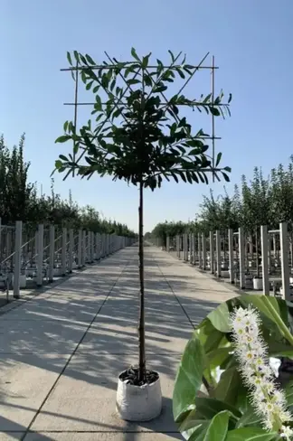 Kirschlorbeer Spalierbaum | Prunus laurocerasus 'Novita'