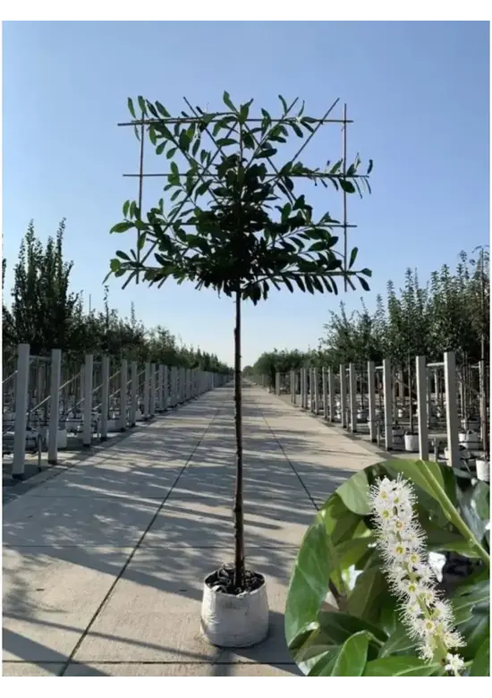 Kirschlorbeer Spalier | Prunus laurocerasus 'Novita'