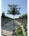 Kirschlorbeer Spalier | Prunus laurocerasus 'Novita'