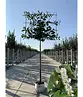 Kirschlorbeer Spalier | Prunus laurocerasus 'Novita'