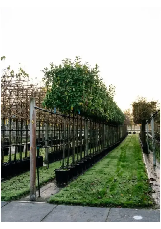 Kirschlorbeer Spalier | Prunus laurocerasus 'Novita'