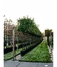 Kirschlorbeer Spalier | Prunus laurocerasus 'Novita'